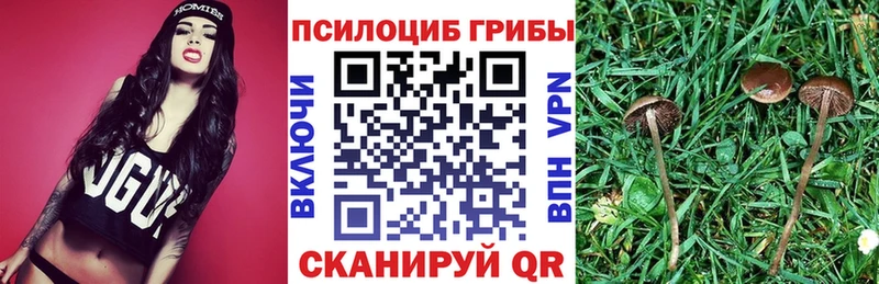 Псилоцибиновые грибы Psilocybe  darknet Telegram  Короча 